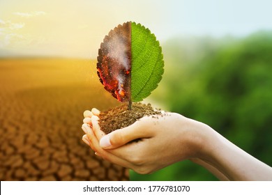 Hand Holding Burning Leaf And Freshness Of Green Leaf With Drought And Natural Background Metaphor Fire Forest And Abundance Of Nature, Environmental And Climate Change Concept.