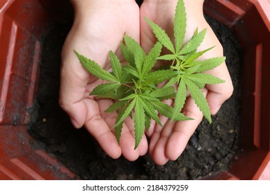 Hand Holding Cannabis Plant With Shoots And Leaves, Marijuana Vegetation Plants