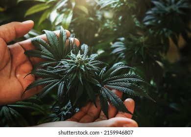 Hand Holding Cannabis Tree With Sunshine Background