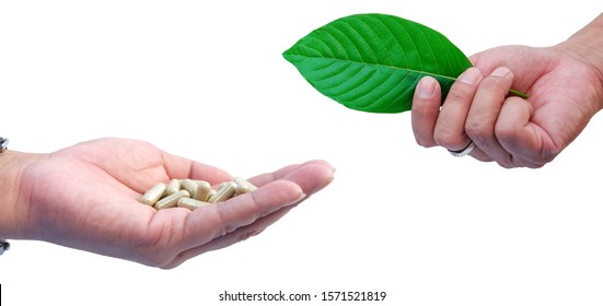 Hand Holding Capsule Kratom Leaf Mitragyna Stock Photo 1571521819 ...