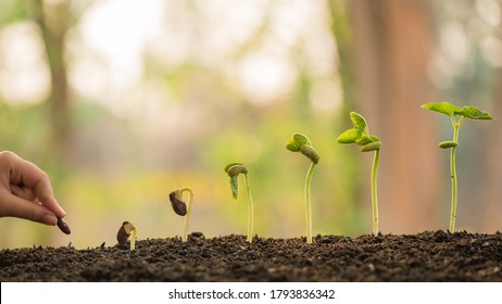 Hand Holding And Caring A Green Plant Over Lighting Background, Planting Tree, Environment, Background.agriculture, Horticulture. Plant Growth Evolution From Seed To Sapling, Ecology Concept.