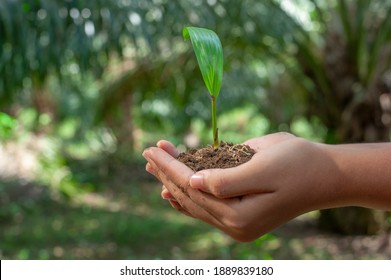 Hand holding and caring a green young plant of palm oil. hope concept