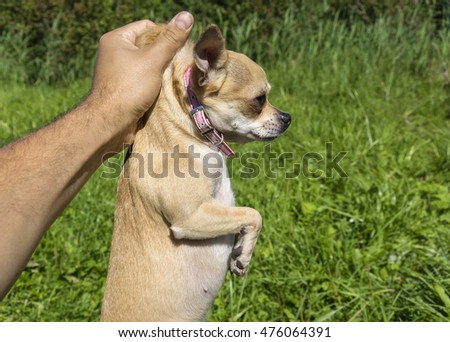 hand holding a chihuahua
