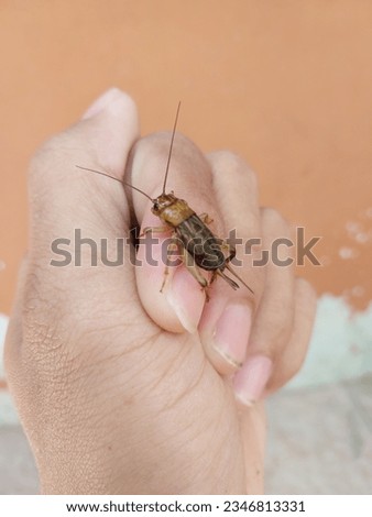 A hand holding a Cicada, an insect closely related to grasshoppers, has a small, cylindrical body, an almost round head and a long, threadlike scute. 