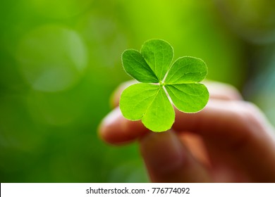 Hand Holding Clover Shamrock Leaf