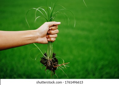 A hand holding a clump of fresh grass above a rice paddy. Farmer hands pulling grass with root and soil up from ground, Plucking weeds. - Shutterstock ID 1761496613