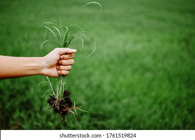 A Hand Holding A Clump Of Fresh Grass Above A Rice Paddy. Farmer Hands Pulling Grass With Root And Soil Up From Ground, Plucking Weeds.