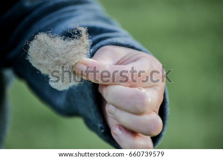 Hand holding clump of sheep wool material close up textile background and copy space