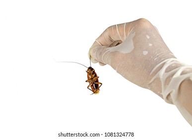 Hand holding cockroach isolated on white background with clipping path.Concept signs symbols for disease and danger of cockroaches in house, kitchen and pest control.