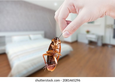 Hand holding cockroach on room in house background, eliminate cockroach in room house,Cockroaches as carriers of disease - Shutterstock ID 2081465296