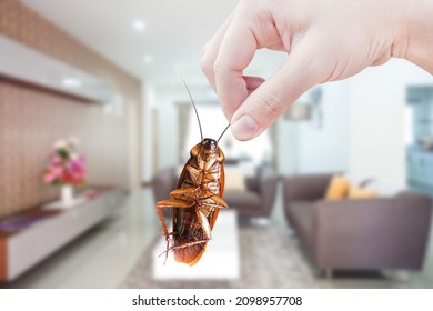 Hand holding cockroach on room in house background, eliminate cockroach in room house,Cockroaches as carriers of disease