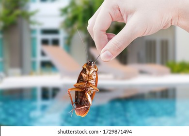 Hand holding cockroach on swimming pool background, eliminate cockroach in house and hotel,Cockroaches as carriers of disease