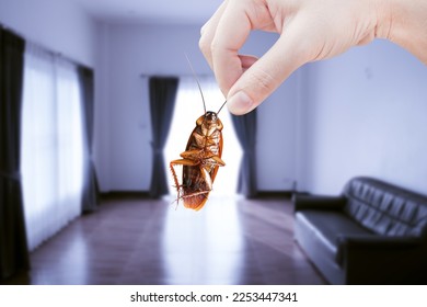 Hand holding cockroach at room in house background, eliminate cockroach in room house, Cockroaches as carriers of disease - Shutterstock ID 2253447341