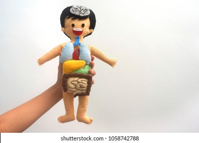 Hand Holding The Colorful Human Body Anatomy Doll With Isolated White Background. A Ideal DIY Preschool Educational Tool For Introducing Young Child About Internal Organs And Systems.