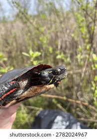 A hand holding a colorful painted turtle with an aural abscess ear infection on the right sides of its face. The background features natural marsh vegetation.