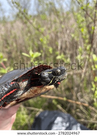 A hand holding a colorful painted turtle with an aural abscess ear infection on the right sides of its face. The background features natural marsh vegetation.
