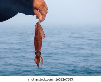 A hand holding a colorful squid fishing lure over the blue ocean - Shutterstock ID 1652267383