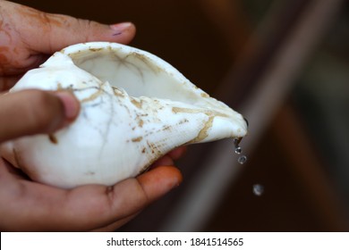 Hand Holding Conch Shell (shankh) During Worship.