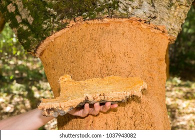 Hand holding Cork tree bark at tree trunk in orchard