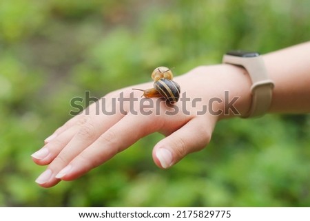 Girl’s hand holding a couple of two snails one snail trying to climb into another snail