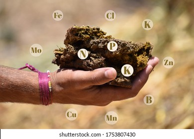 Hand holding cow dung with micronutrients concept. The cow dung manure is used as a rich fertilizer containing all plant micronutrients. 