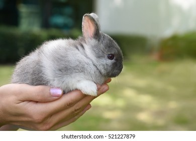 Hand Holding Cute Baby Rabbit