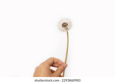 Hand holding dandelion isolated on white background with copy space