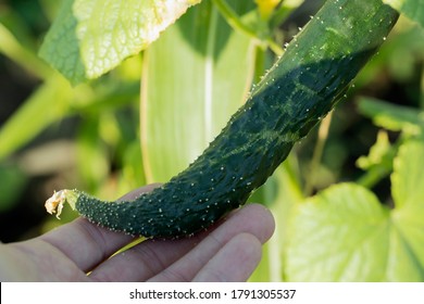 Crooked Cucumber