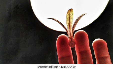 Hand Holding A Dipterocarpaceae Seed Silhouette With Lamp's Light.