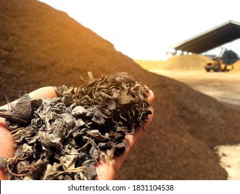 Hand holding dried palm shell with wheel loader background, Fuel for  biomass power plant. - Shutterstock ID 1831104538
