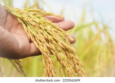 Hand holding ear of rice, Hand holding rice in the paddy, Hand tenderly touching rice in the paddy field. Close up of golden yellow paddy rice field. - Powered by Shutterstock