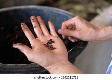 Hand Holding Earthworm In​ Farm.