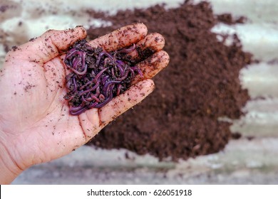 Hand Holding Earthworm , Vermicompost