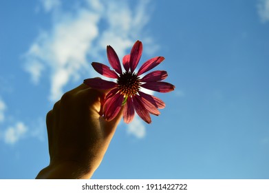 花 差し出す の写真素材 画像 写真 Shutterstock