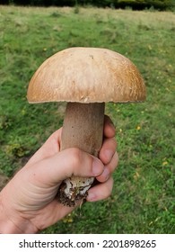 Hand Holding An Edible Mushroom Found In The Forest. Cep, Penny Bun, Porcino Or Porcini - Boletus Edulis.