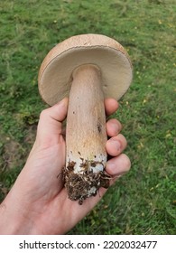 Hand Holding An Edible Mushroom Found In The Forest. Cep, Penny Bun, Porcino Or Porcini - Boletus Edulis.