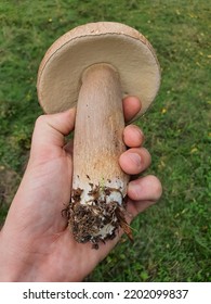 Hand Holding An Edible Mushroom Found In The Forest. Cep, Penny Bun, Porcino Or Porcini - Boletus Edulis.