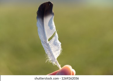 Hand Holding Feather Covered Ice Coating Stock Photo 1269262033 ...