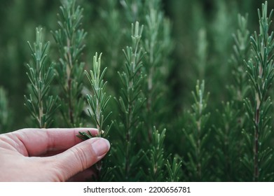 Hand Holding, Fingers Touching A Fresh Branch Of Rosemary In The Garden As Background. Volatile Oil