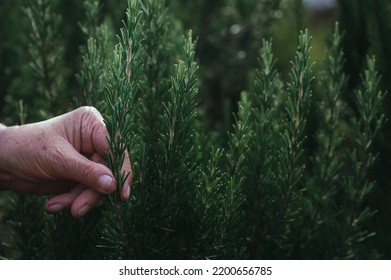 Hand Holding, Fingers Touching A Fresh Branch Of Rosemary In The Garden As Background. Volatile Oil