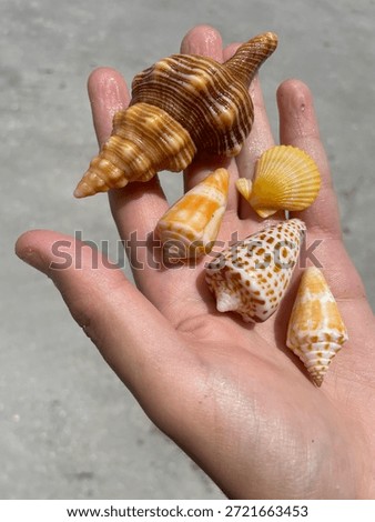 Hand Holding Five Seashells Over Sand on Sanibel Island, Florida