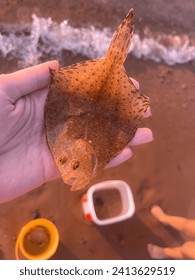 Hand holding a flounder. Against the sand and waves