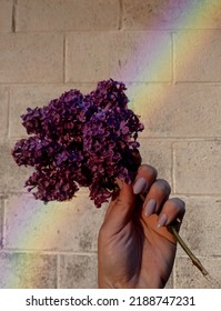 Hand Holding Flower With Rainbow Lens Flair 