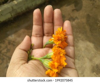 hand holding flower in palm