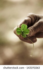 Hand Holding A Four Leaf Clover