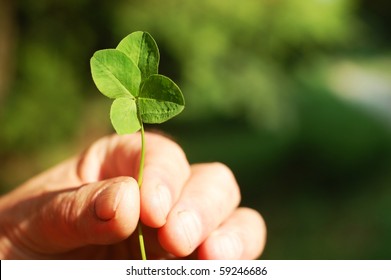 Hand Holding A Four Leaf Clover