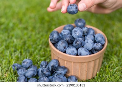 Hand Holding Fresh Blueberries In A Green Grass