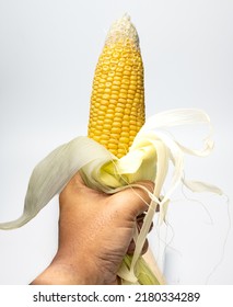 Hand Holding Fresh Corn Husk Isolated On White