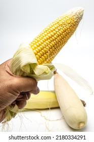 Hand Holding Fresh Corn Husk Isolated On White