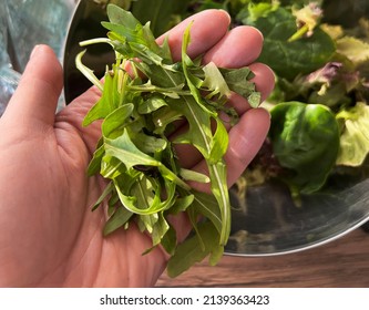 Hand holding a fresh harvest of green plants of arugula. Healthy eating. Diet. Vegan food. . High quality photo